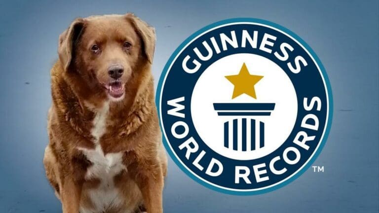Bobi, el perro más longevo que ganó un Guinness World Records, falleció en Portugal