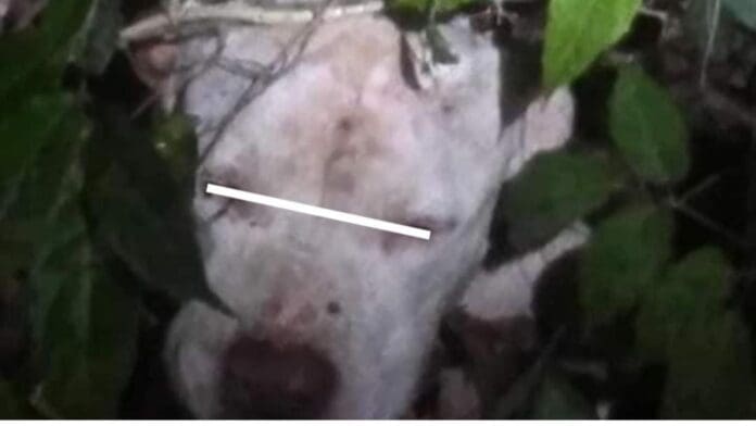 Se hará justicia; confirman autoridades denuncia contra sujeto que macheteó a perrito en Playa del Carmen