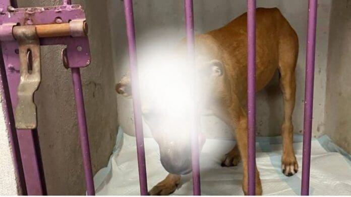 Se reportó un caso más de maltrato animal en Playa del Carmen, en el que un cachorro fue quemado en la parte del cráneo con aceite.