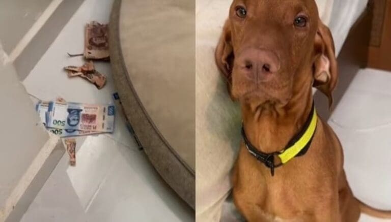 Perro se comió casi 2 mil dólares de su dueña y puso cara de arrepentimiento