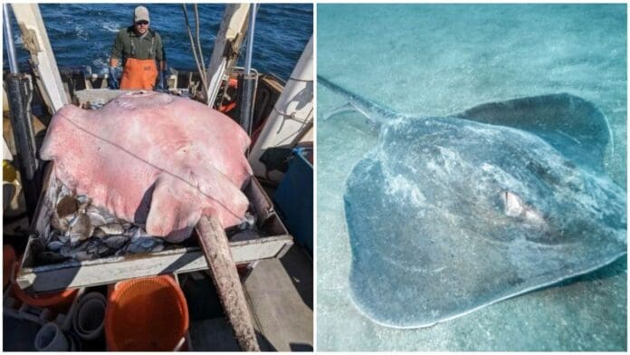 Capturan una enorme mantarraya de casi dos metros de largo