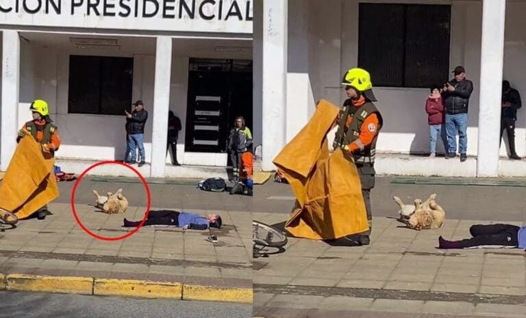 Perrito actúa durante un simulacro de choque