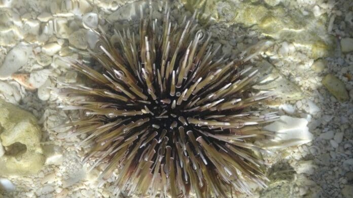 Guardavidas de Playa del Carmen recomiendan tener cuidado con especies como medusas o erizos