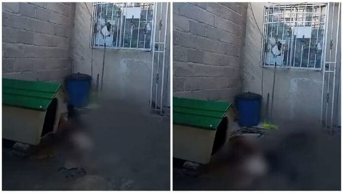 Denuncian a sujeto por alimentar a sus perros con canes callejeros en Edomex