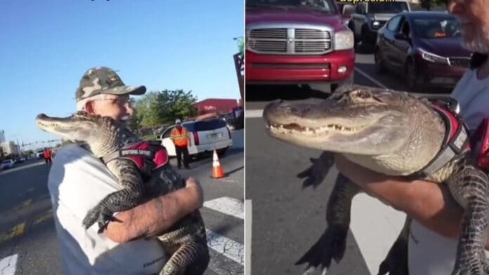 Le niegan la entrada a partido de béisbol por ir con su caimán de apoyo emocional