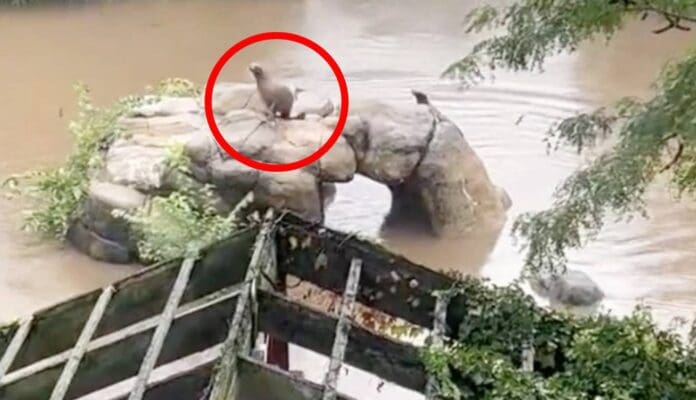 VIDEO: León Marino aprovecha inundaciones y escapa de zoológico en Nueva York