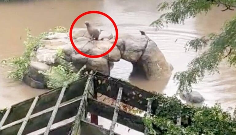 VIDEO: León Marino aprovecha inundaciones y escapa de zoológico en Nueva York