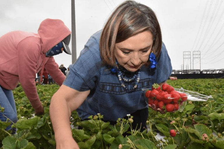 VIDEO: Xóchitl Gálvez trabaja junto a jornaleros en California; la critican en redes