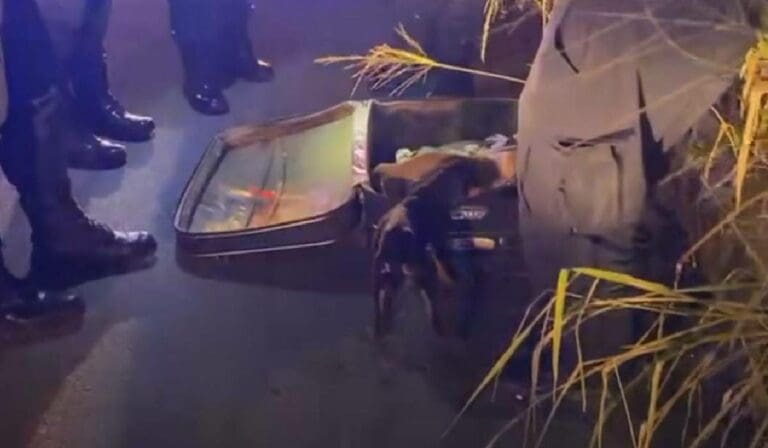 Se localizó una maleta con 10 perritos. Policías de Cancún los liberaron, pero en lugar de resguardarlos los dejaron en la calle.