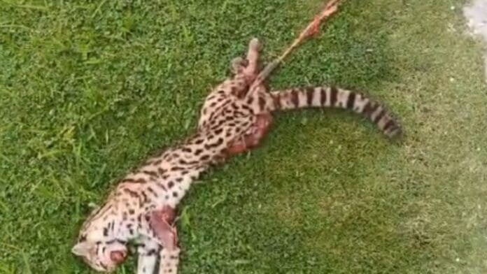 Atropellan y matan a ocelote en Aeropuerto Internacional de Cancún