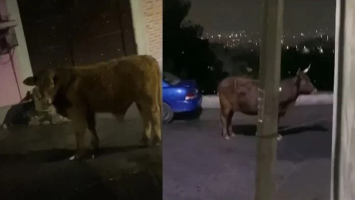 Toro impide a chofer de Uber recoger a su pasaje y se vuelve viral