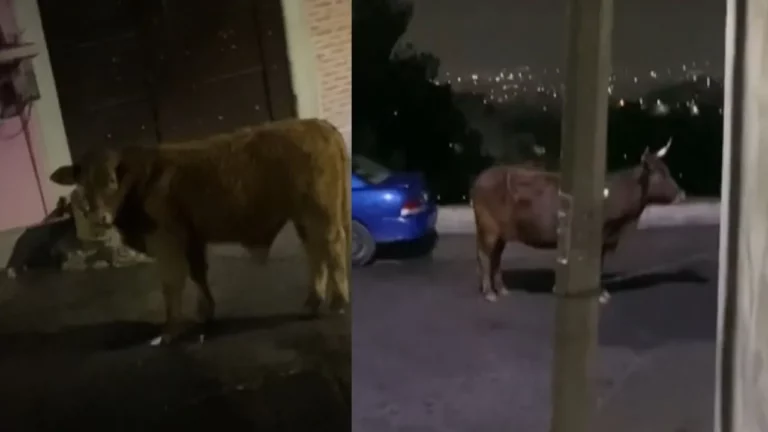 Toro impide a chofer de Uber recoger a su pasaje y se vuelve viral