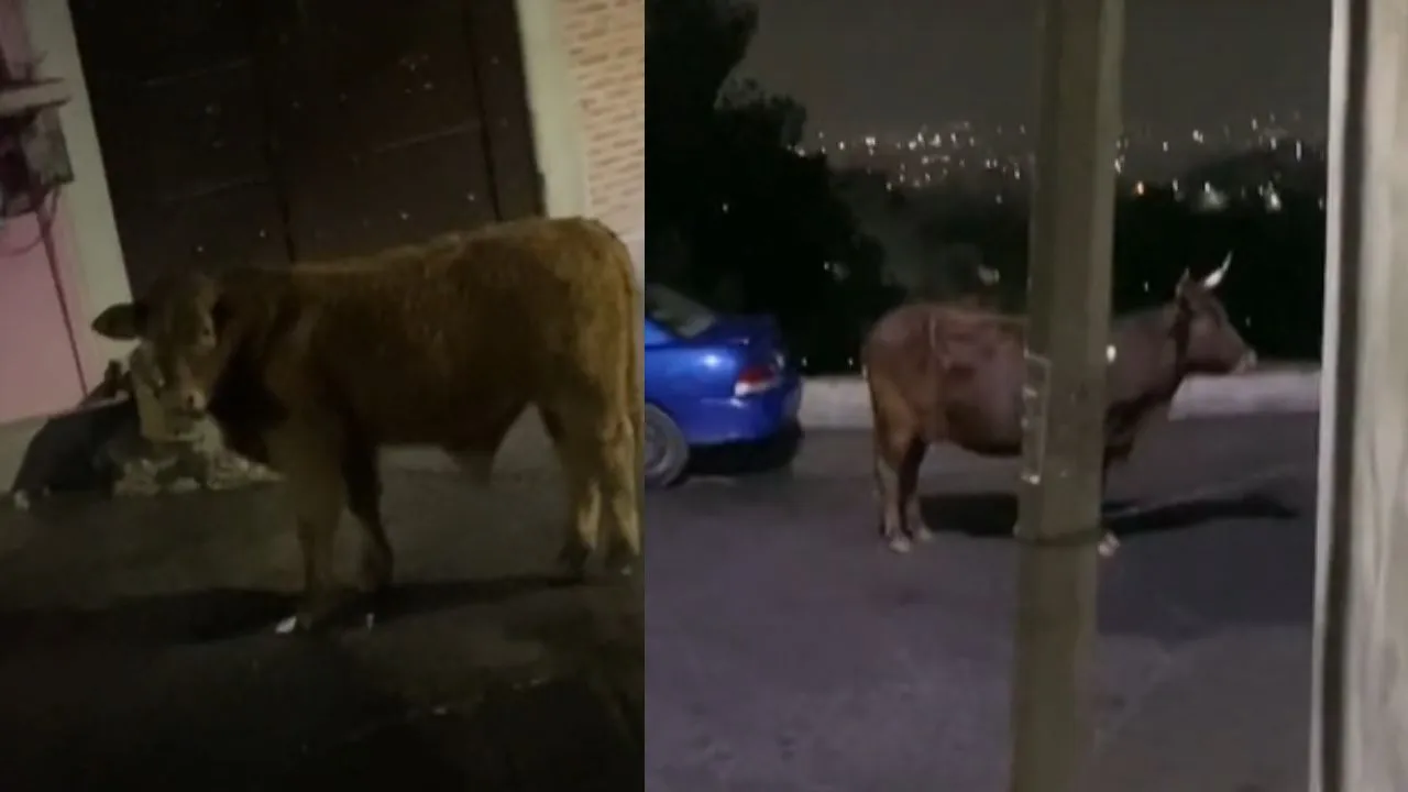 Video: Toro impide a chofer de Uber recoger a su pasaje