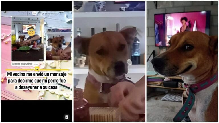 Perrito se escapa de casa para ir a desayunar con la vecina