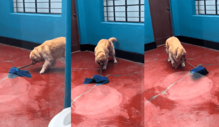 Video: Perro trapeando se hace viral