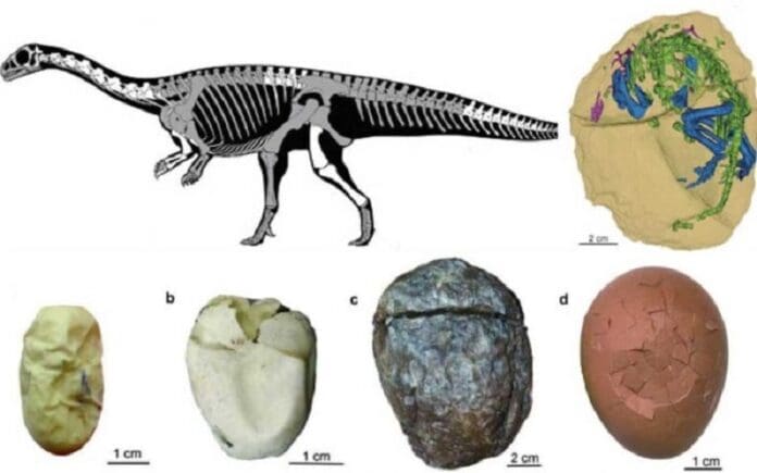Estudio arroja luz sobre cómo evolucionaron los huevos