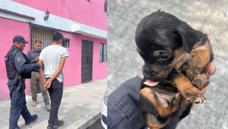Arrestan a sujeto que vendía cachorros de forma clandestina por Facebook en Escobedo, Nuevo León