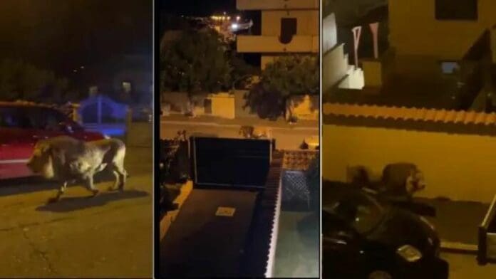 Un león que escapó de un circo es visto paseando por las calles de Italia