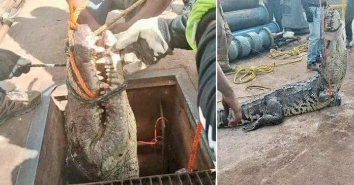 Durante reparación rescatan un gran cocodrilo atrapado en una tubería de alcantarillas en Tamaulipas
