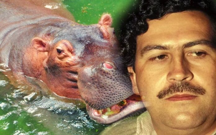 Esterilizarán y sacrificarán a los hipopótamos de Pablo Escobar