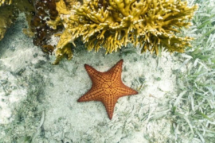 Las estrellas de mar son en realidad 