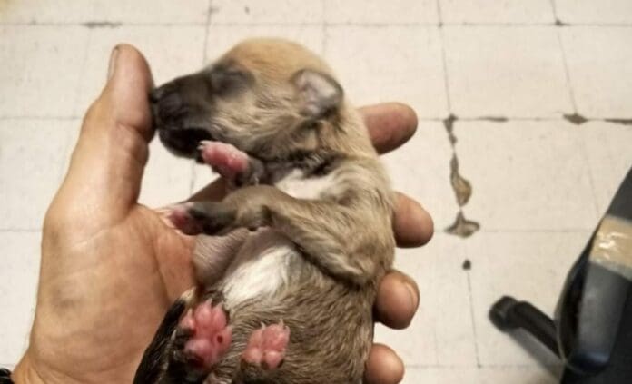 Un perrito fue salvado luego de que se la cayera a su dueño en las vías del Metro de la Ciudad de México. Se evitó una desgracia.