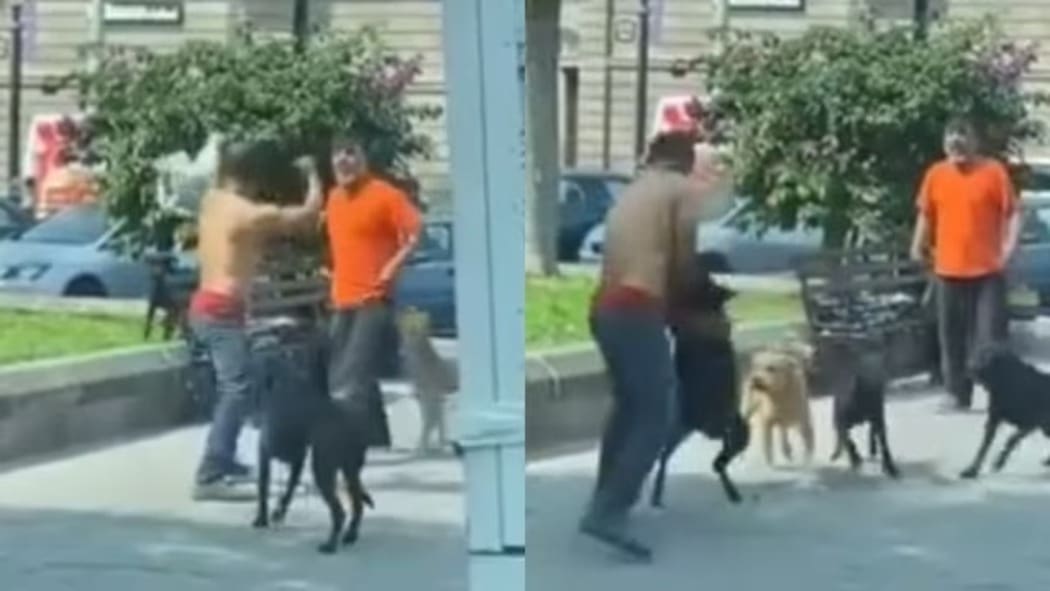 Video: Un hombre lo retó a pelear, pero sus perros terminaron defendiéndolo
