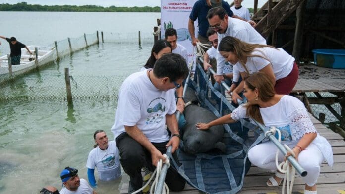 Encabeza Mara Lezama liberación de Pompeyo en el Santuario del Manatí