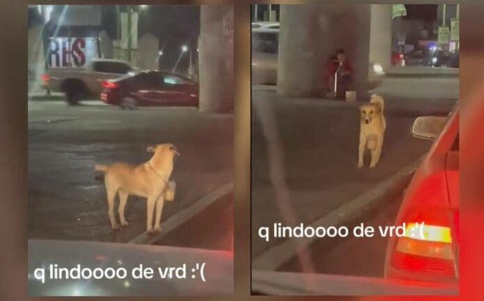 Perrito pide dinero en semáforo para ayudar a su dueña discapacitada en SLP