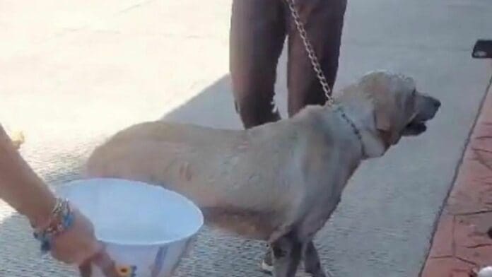 ¡Milagro de navidad! Se salvan 2 perritos de incendio en México