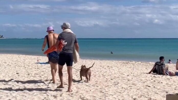 Cada vez está más cerca la posibilidad de que la costa de la 72 de Playa del Carmen sa pet friendly. Ya se pule el reglamento.