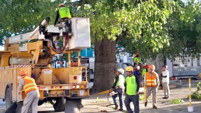 Dan mantenimiento a la ceiba de la avenida 30 de Playa del Carmen tras 10 años de no hacerlo