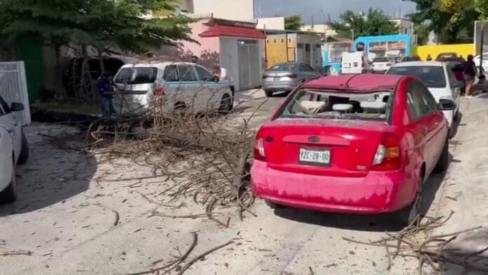 Una árbol que ya estaba bastante desgastado se venció y cayó encima de dos vehículos este fin en Playa del Carmen.