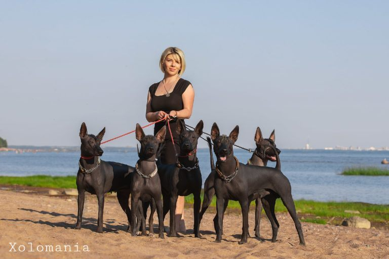 Los Xoloitzcuintles conquistan Rusia: a punto de convertirse en el perro favorito del país