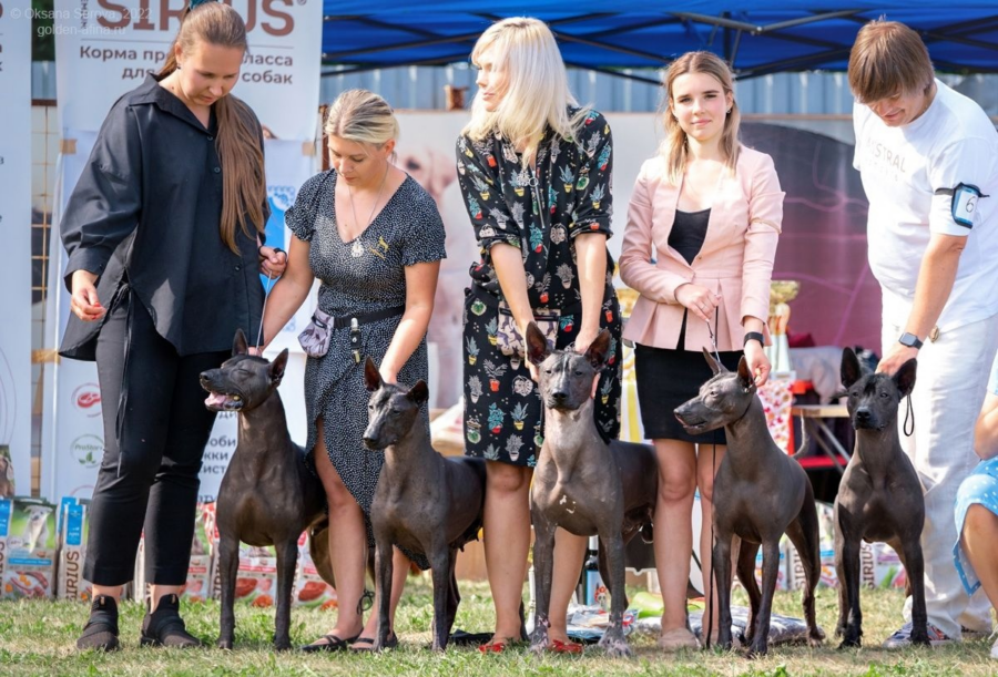 Los Xoloitzcuintles conquistan Rusia a punto de convertirse en el perro favorito del país
