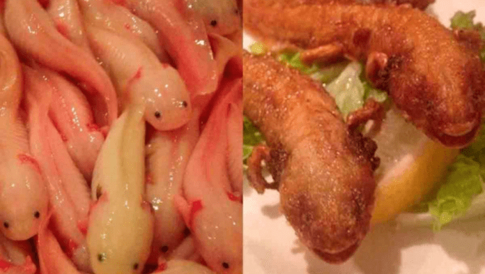 Video: Restaurante japonés de comida exótica ofrece ajolotes fritos en su menú