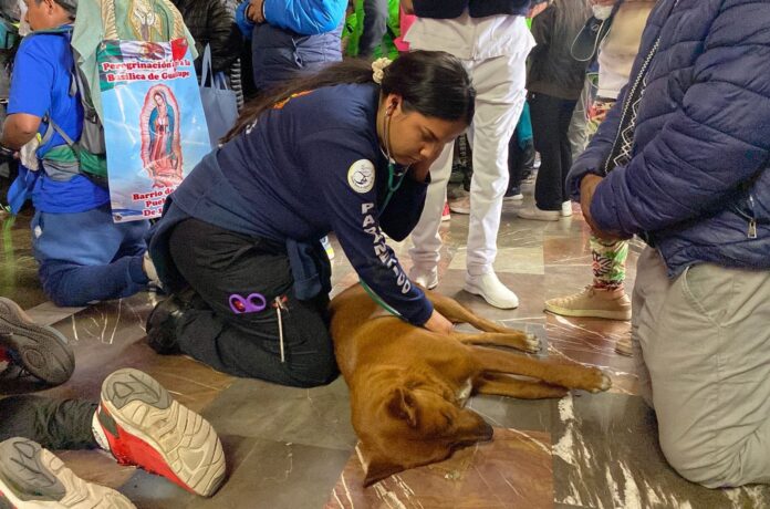 Estudiantes de enfermería le salvan la vida a perro que acompañó procesiones de la Virgen de Guadalupe