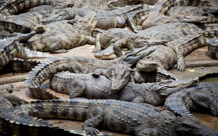 Denuncian granjas que despellejan cocodrilos vivos para comerciar sus pieles en Tailandia