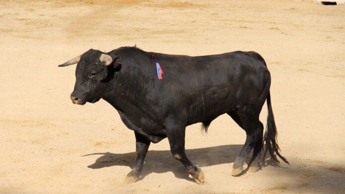 Las corridas de toros no están permitidas en la entidad, por lo que la PPA realiza operativos para sancionar a quienes las organizan.