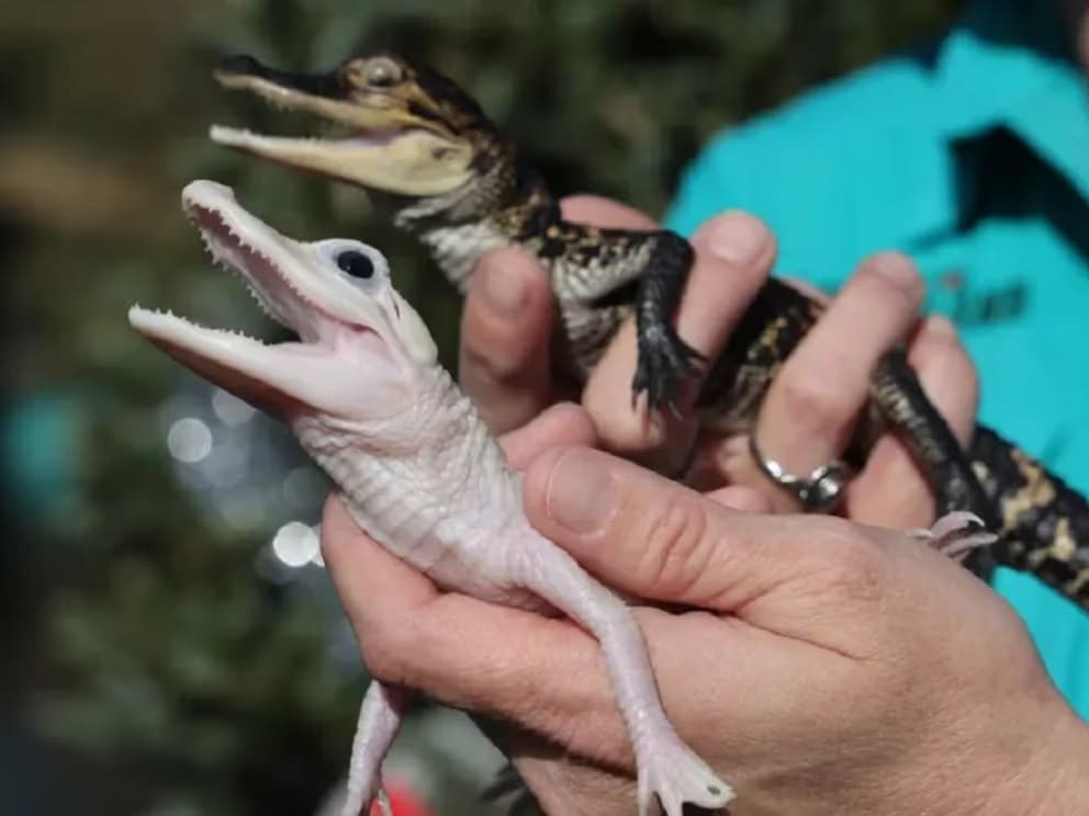 Nace caimán blanco extremadamente raro en Orlando
