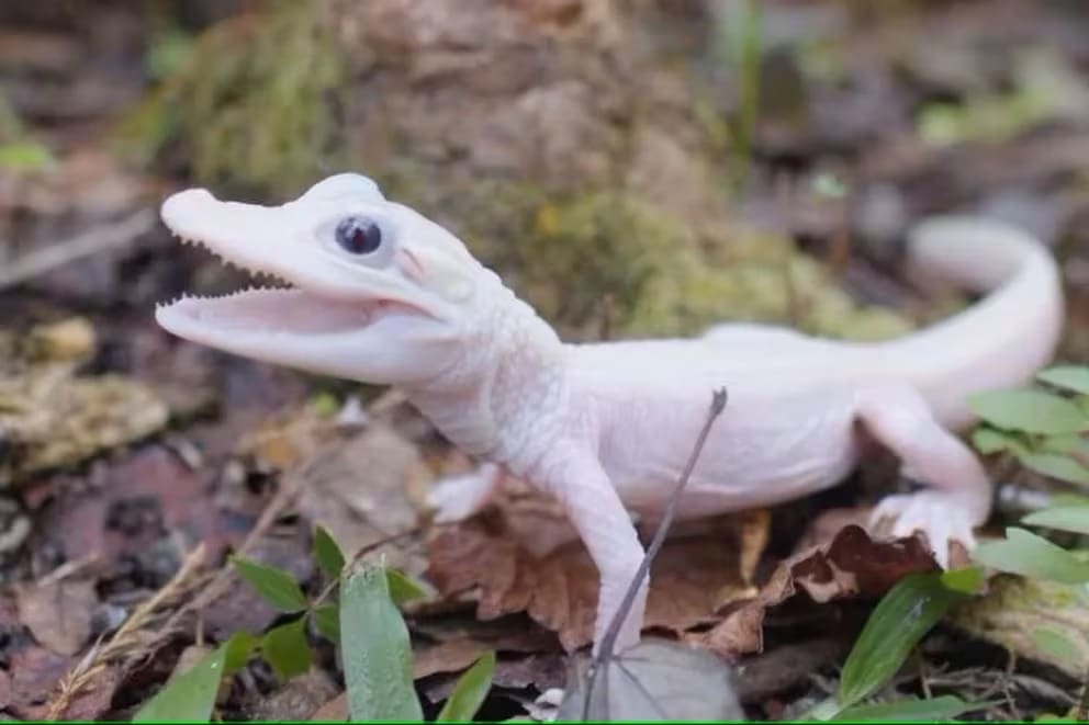 Nace caimán blanco extremadamente raro en Orlando