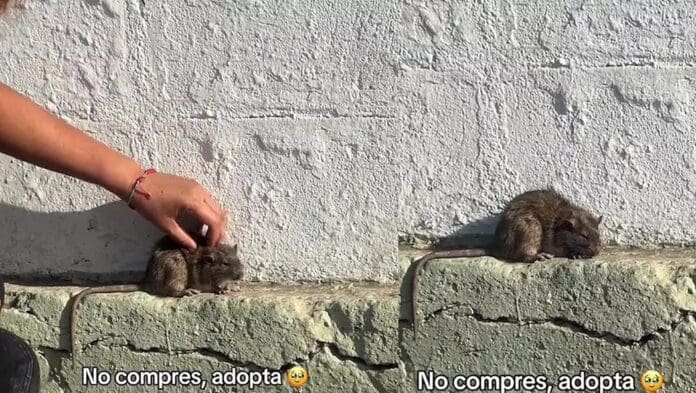 Captan a joven acariciando una rata de la calle