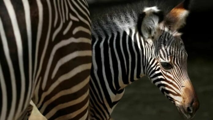 Autoridades de Estados Unidos incautaron cerca de 100 animales y partes de cuerpos en el zoológico de Virginia