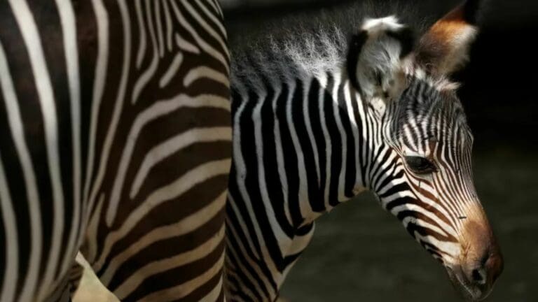 Autoridades de Estados Unidos incautaron cerca de 100 animales y partes de cuerpos en el zoológico de Virginia