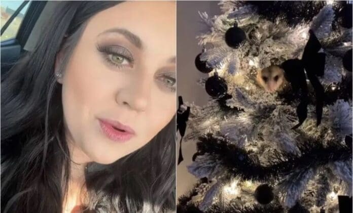 Mujer encuentra un inquilino inesperado en su árbol de Navidad