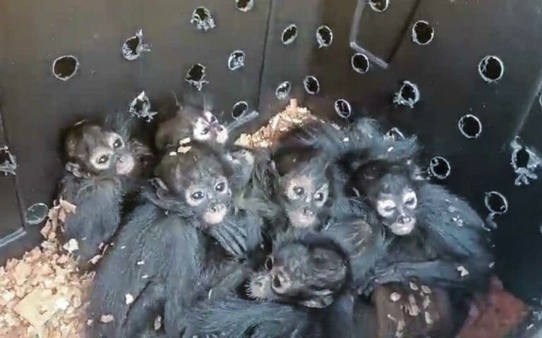 Profepa rescata a 20 monos araña, especie catalogada como amenazada 