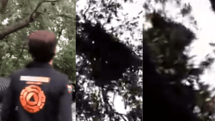 Video: Un oso y sus crías fueron vistos mientras comían sobre un árbol en Monterrey