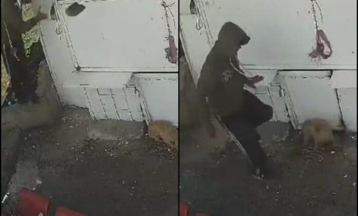 Procesan por maltrato animal a trabajador de limpia que agredió a perrito