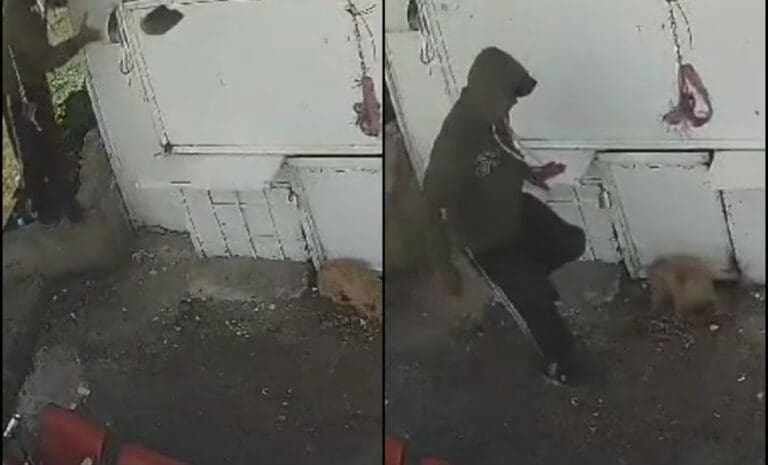 Procesan por maltrato animal a trabajador de limpia que agredió a perrito