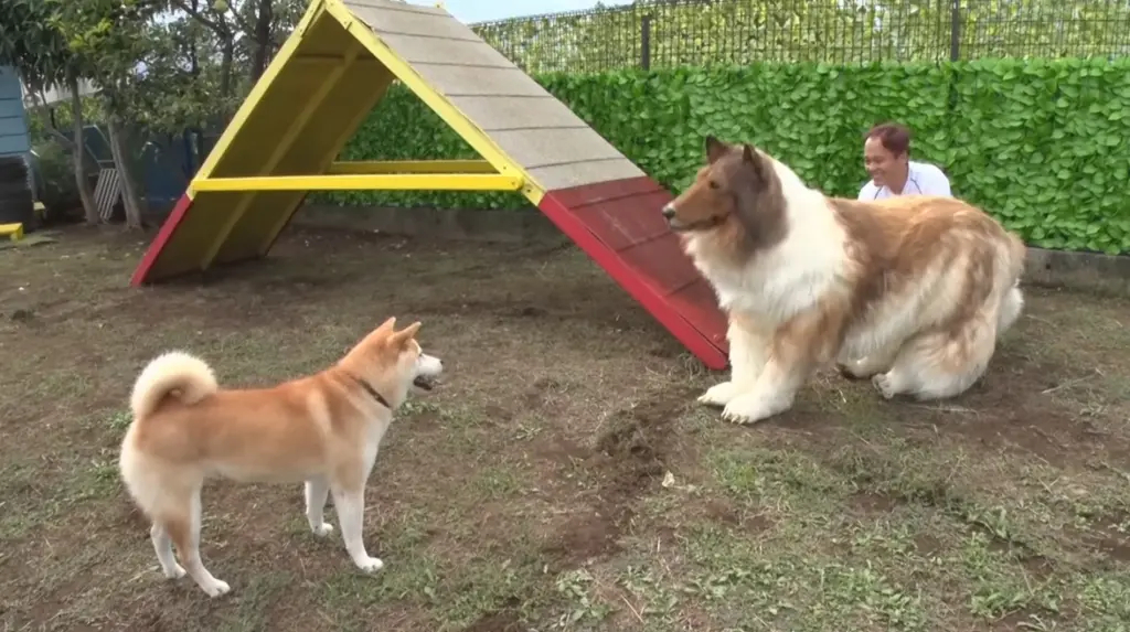 ¿Se acuerdan del hombre que se convirtió en perro Pues ya hasta toma entrenamiento canino